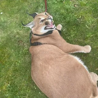 😤 b2934469 Floppa cat, animal, lynx, meme whatsapp sticker