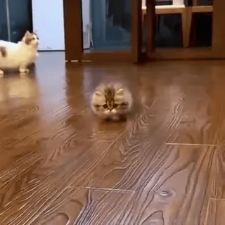 😋 07944aa4 cat, kitten, cute, animal, pet telegram sticker