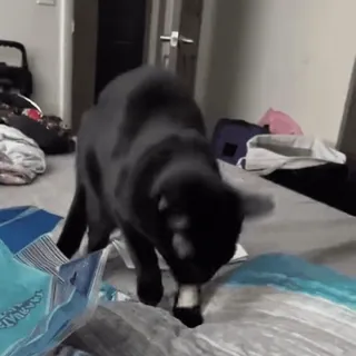 😢 08dc191e cat, black cat, animal, pet, domestic animal, bed telegram sticker