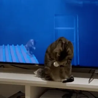 🎮 144fd30b cat, tabby, pet, animal, cute, tv telegram sticker