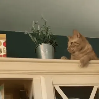 😡 1487f4fa cat, houseplant, domestic cat, tabby cat, carnivore, furniture telegram sticker