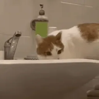 😡 1f6dcff0 cat, sink, water, faucet, animal, pet telegram sticker