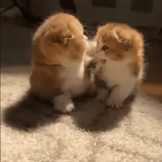 😡 2244eda3 kittens, cats, cute, animals, pets, fluffy, felines telegram sticker