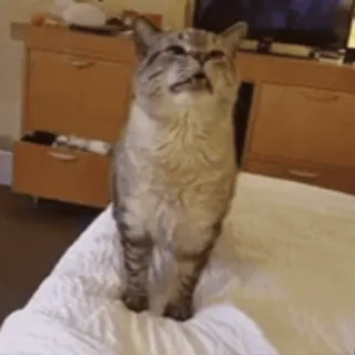 😞 22769681 cat, animal, pet, domestic animal, feline telegram sticker