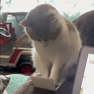 😌 2293ae1d cat, laptop, animal, funny, cute, internet, typing telegram sticker