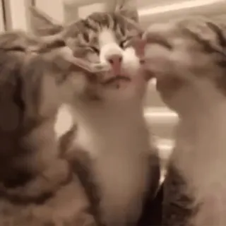 ❤️ 293cf8e6 cat, cats, cute, kiss, pet, animals telegram sticker