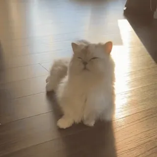 😌 2d682464 cat, kitten, persian cat, white cat, pet, animal telegram sticker