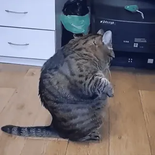 😳 304e3779 cat, animal, domestic cat, pet, feline, tabby telegram sticker