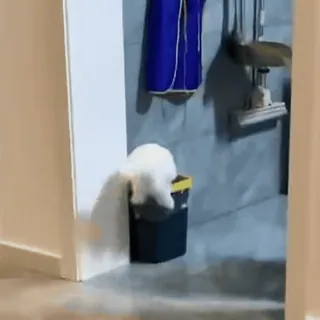 🤨 36320286 cat, trash can, animal, pet, white cat telegram sticker