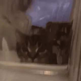 🙄 466301ce telegram sticker