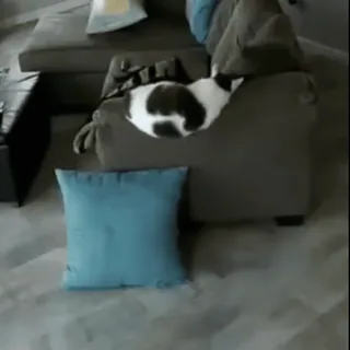 😭 4957c302 cat, sleeping, pillow, couch, pet, animal, domestic telegram sticker