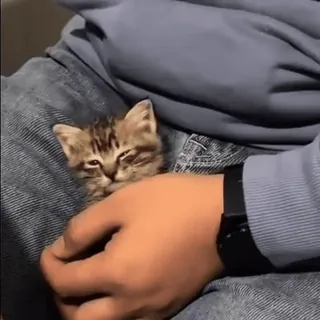 😌 4b01a9eb kitten, cat, pet, animal, cute, domestic, feline telegram sticker