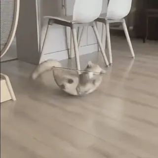 🙄 5cdac9d2 cat, animal, funny, pet, chinchilla, bowl, cute telegram sticker