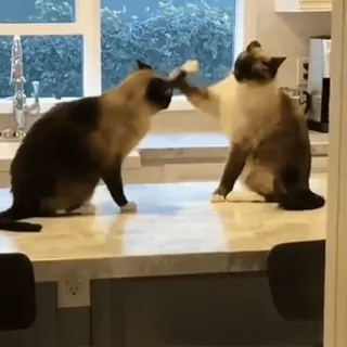 😋 61bf1b76 cats, animals, high five, pets, domestic animals, friendship telegram sticker