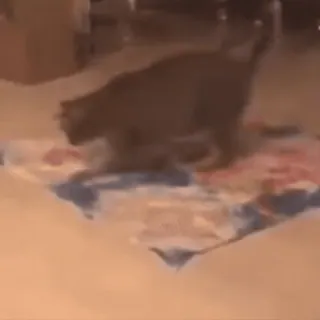 😕 667805c3 cat, animal, blanket, domestic animal, feline, pet telegram sticker