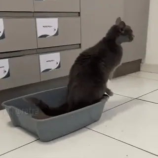 😭 6b046fad cat, litter box, pet, animal, gray cat telegram sticker