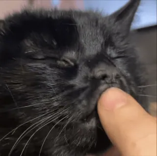 🙂 7e9545a7 cat, animal, black cat, pet, cute, funny telegram sticker