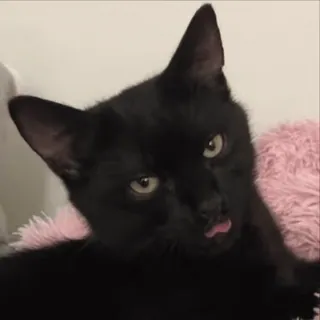 😛 7f919bdd cat, black cat, pet, animal, kitten, cute, tongue out telegram sticker