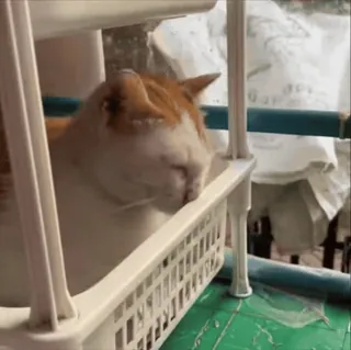 🤨 80eed779 cat, pet, animal, sleeping, domestic cat, mammal telegram sticker