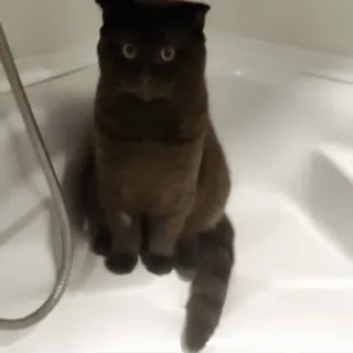 😕 84d29dd0 cat, shower, animal, cute, domestic cat, pet telegram sticker