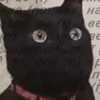 🥸 8526aac9 аполнен, на
ве
BE
super-cillum
ons (n) C
n
f cat, black cat, animal, pet, kitten telegram sticker