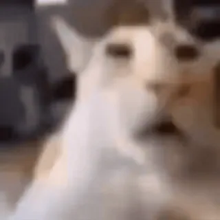 😳 90478ca2 cat, meme, animal, pet, funny telegram sticker