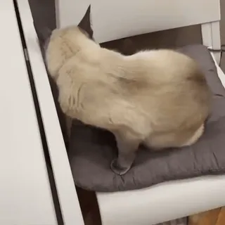 😁 9599efab cat, animal, pet, chair, lazy, domestic animal telegram sticker