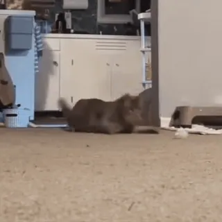 😳 9bd0a4af cat, playing, animal, domestic cat, indoor, gray telegram sticker