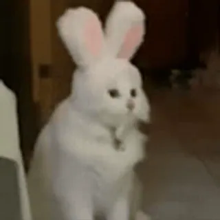 ❤️ a046dc70 cat, bunny, ears, animal, pet, cute, white telegram sticker