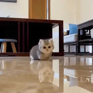 ❤️ a3c8241c kitten, cat, cute, animal, pet, domestic animal, reflection telegram sticker