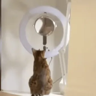 😳 bca8f1ee cat, pet, ring light, toy, animal, domestic animal telegram sticker