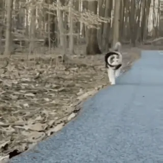 💃 c8fb2af2 dog, animal, road, walking, pet, nature telegram sticker