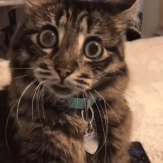 😳 ed6a68d3 cat, animal, pet, funny, surprised, meme, cute, eyes telegram sticker