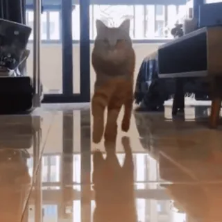 👗 f26761fd cat, animal, pet, domestic animal, feline, mammal telegram sticker