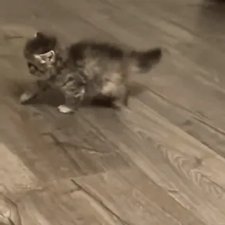 😳 f2bb07c8 kitten, cat, animal, cute, pet, domestic animal telegram sticker