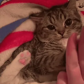 😋 f9ecf9af cat, kitten, animal, pet, cute telegram sticker