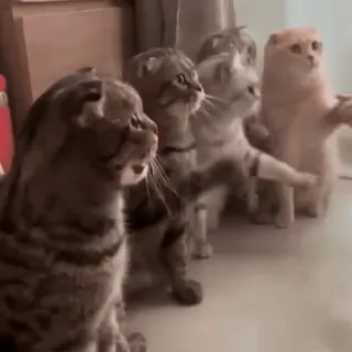 👍 fe8947da cats, animals, meme, funny, cute telegram sticker