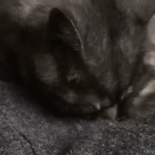 😃 01cdb497 kucing, hewan, hewan peliharaan, domestik, anak kucing telegram sticker