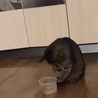 😅 191a7ba4 kucing, hewan, hewan peliharaan, hewan domestik, makanan, makan telegram sticker