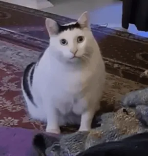 🐱 26b25148 kucing, kucing putih, hewan, hewan peliharaan, hewan domestik, lucu, jenaka telegram sticker