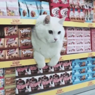 🐭 3d690418 kucing, supermarket, permen, rak, hewan, hewan peliharaan, belanja, toko telegram sticker