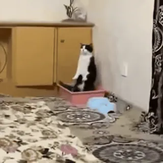 🥲 5759e705 kucing, lucu, binatang, hewan peliharaan, imut, hewan peliharaan telegram sticker