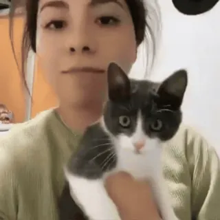 😦 61e660f8 wanita, kucing, hewan peliharaan, kucing abu-abu dan putih, dalam ruangan, selfie, hewan, hewan peliharaan telegram sticker