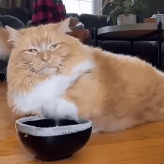 😒 881c2f09 kucing, kucing oren, hewan peliharaan, binatang, kucing domestik, felin, berbulu, lucu telegram sticker