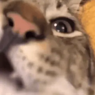 😔 96fdaa60 kucing, binatang, close up, kucing domestik, hewan peliharaan telegram sticker