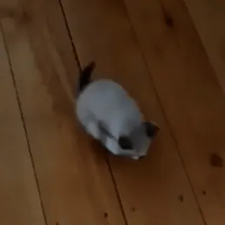 😆 98953fad kucing, hewan peliharaan, binatang, imut, jinak, kucing rumahan telegram sticker