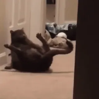 😳 9e2756d1 kucing, binatang, hewan peliharaan, felin, hewan domestik telegram sticker