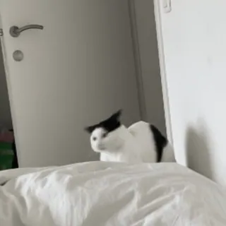 🤪 a66d483f kucing, binatang, hewan peliharaan, domestik, hitam putih, mamalia telegram sticker