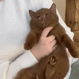 😳 b73ff567 kucing, hewan peliharaan, kucing coklat, hewan, imut, hewan domestik telegram sticker