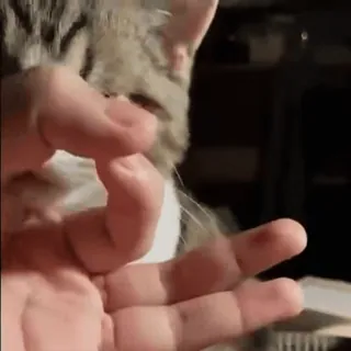 🥰 b78fd08b kucing, hewan, gestur ofensif, gestur tangan, tanda OK, circle game telegram sticker